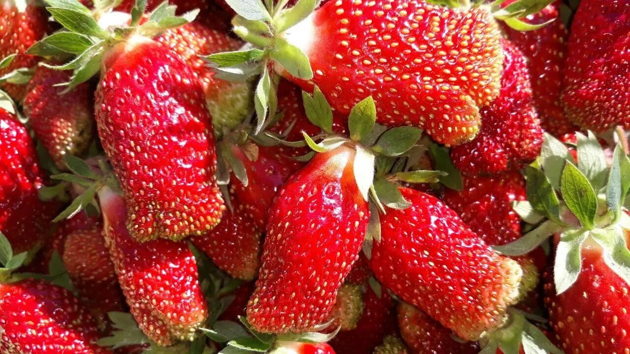Купчиха клубника купить описание сорта фото отзывы Земляника садовая Купчиха, комплект саженцев из 5 штук - купить с доставкой по в