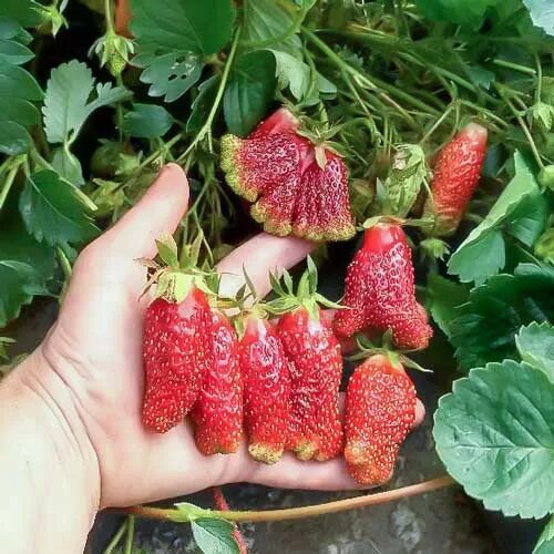Купчиха клубника купить описание сорта фото отзывы Земклуника Купчиха (9612): купить саженцы клубники Купчиха в Москве интернет-маг