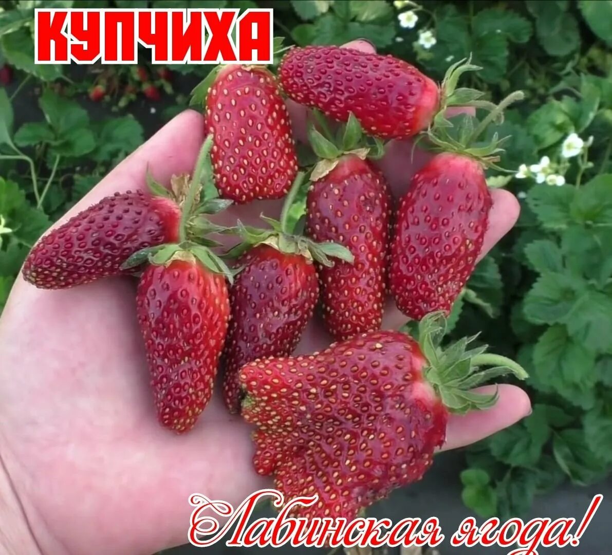 Купчиха малина описание сорта фото Купчиха земляника садовая (59 фото)