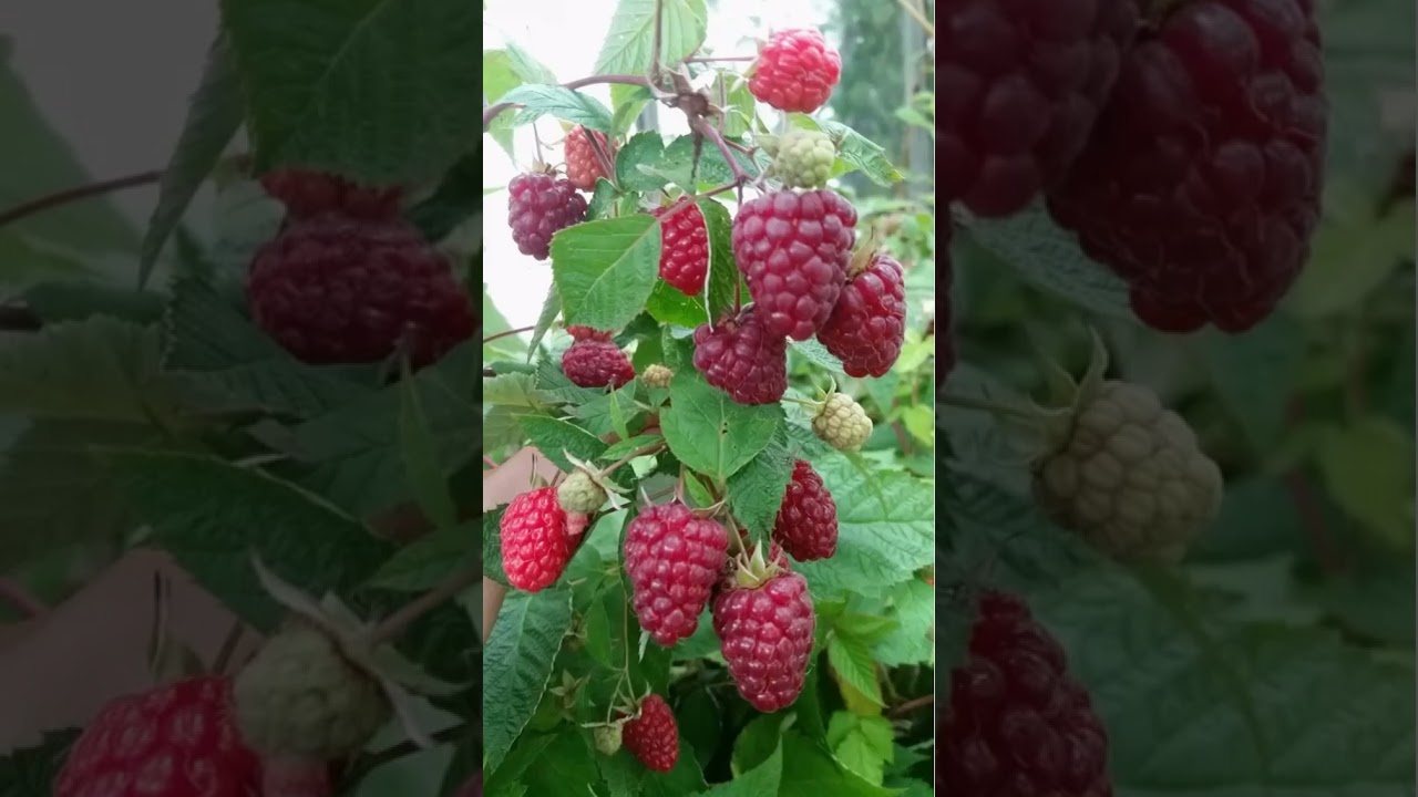 Купчиха малина описание сорта фото Малина Купчиха - характеристика сорта малины КУПЧИХА - YouTube