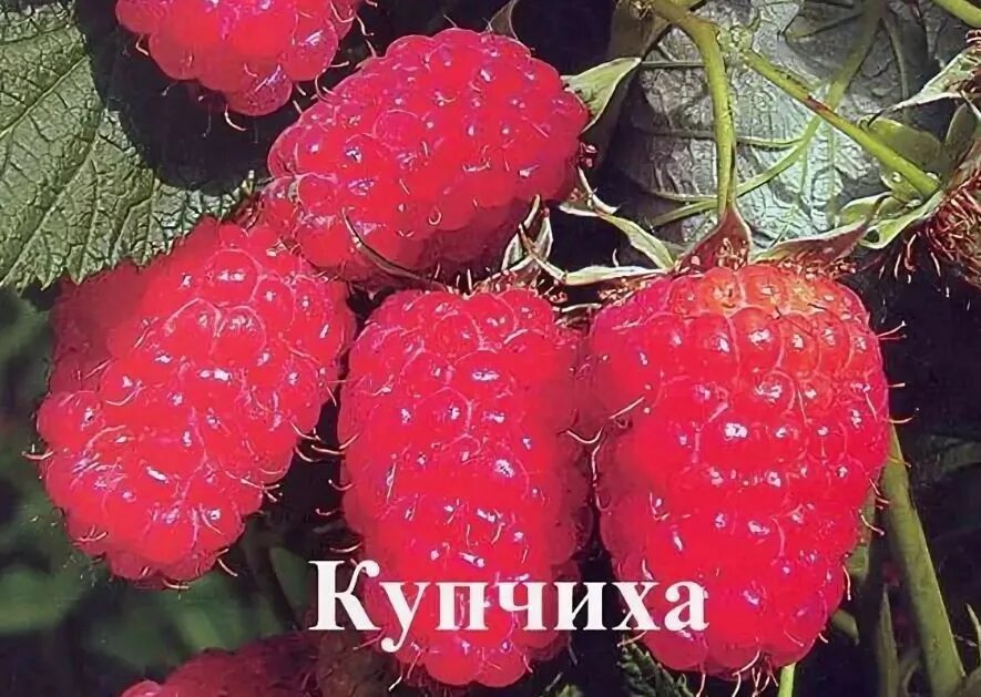 Купчиха малина описание сорта фото Саженцы малины Купчиха купить в Москве по цене от 499 до 22000 руб. - питомник р