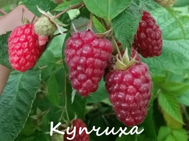 Купчиха малина описание сорта фото Малина Купчиха: описание сорта, фото, отзывы, технология посадки и ухода