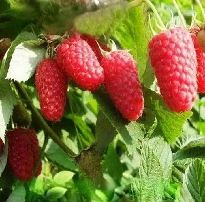 Купчиха малина описание сорта фото Саженцы малина Агродекор Краса России AGRO1047 1 шт. - характеристики и описание