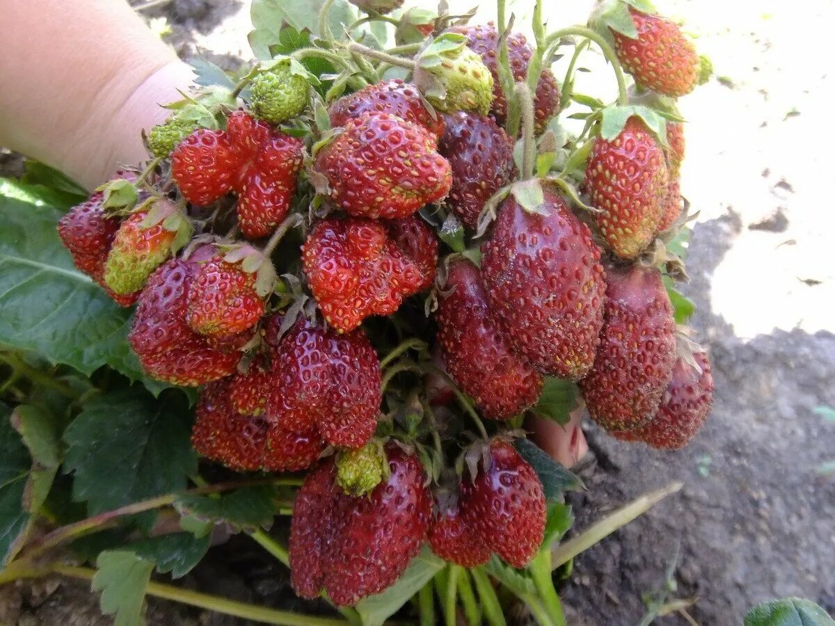Купчиха описание сорта фото отзывы Сорт земляники купчиха отзывы