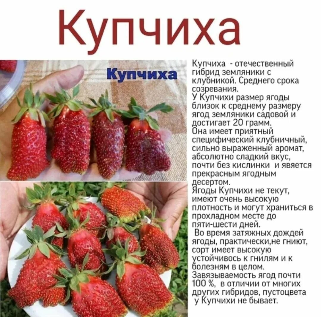 Купчиха описание сорта фото отзывы Сорт клубники купчиха отзывы фото: найдено 88 изображений