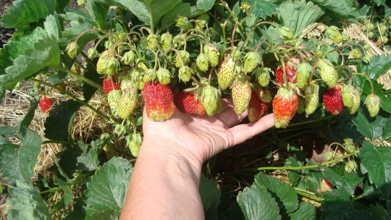Купчиха описание сорта фото отзывы ЗЕМКЛУНИКА КУПЧИХА ПРИВЕРЕДЛИВАЯ И КАПРИЗНАЯ СТОИТ ЛИ ВЫРАЩИВАТЬ - YouTube