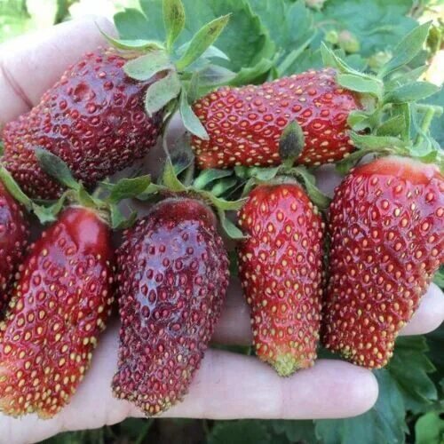 Купчиха описание сорта фото отзывы Земляника садовая Купчиха купить с доставкой