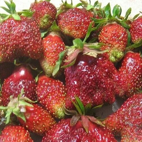 Купчиха описание сорта фото отзывы Земклуника Купчиха - 6шт, корни - купить в интернет-магазине по низкой цене на Я