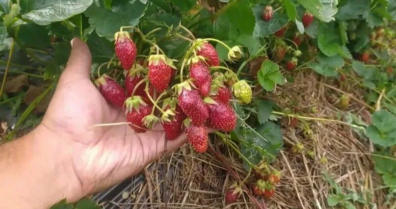 Купчиха описание сорта фото отзывы Усы землеклубники "Купчиха". Также есть смесь сортов (Максим, Медовая, Флоренция