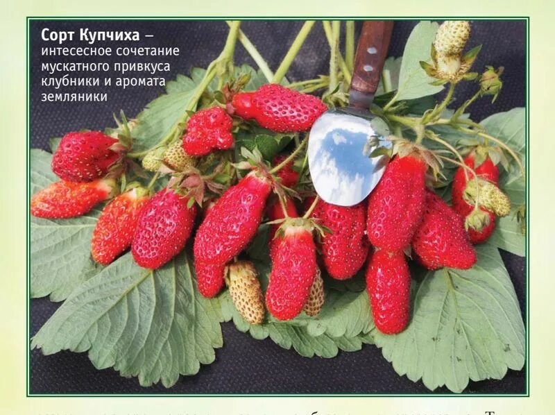 Купчиха описание сорта фото отзывы садоводов С 10 апреля открытие ярмарки-продажи саженцев. Земклуника "Купчиха" - ягода из с