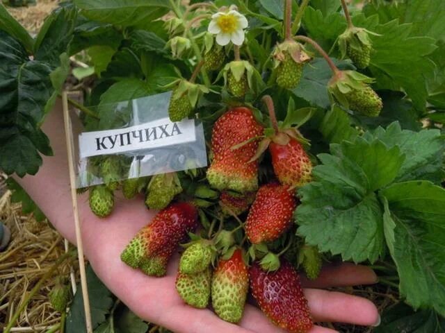 Купчиха описание сорта фото отзывы садоводов Капуста купчиха описание сорта фото - Arhids.ru