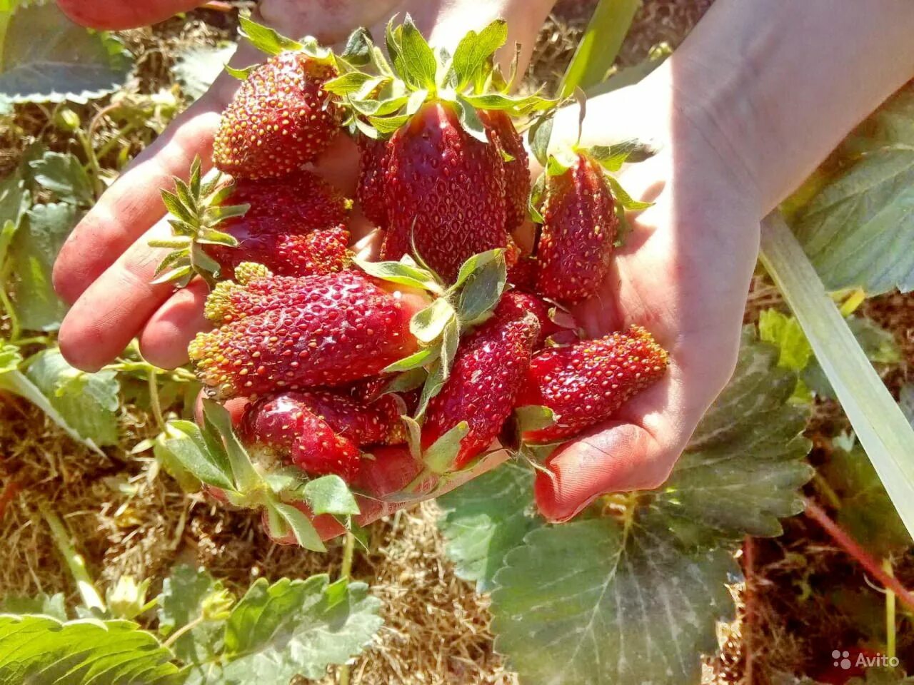 Купчиха описание сорта фото отзывы садоводов Сорт клубники купчиха отзывы фото: найдено 88 изображений