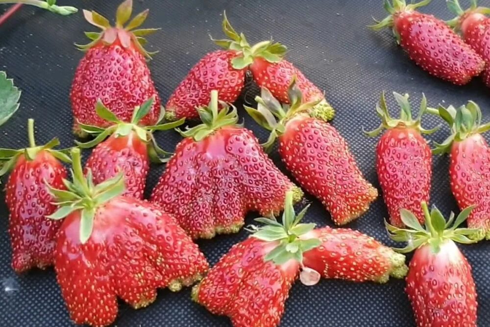 Купчиха описание сорта фото отзывы садоводов Купчиха (земклуника), (средний срок) - Новокузнецк "Сияние"