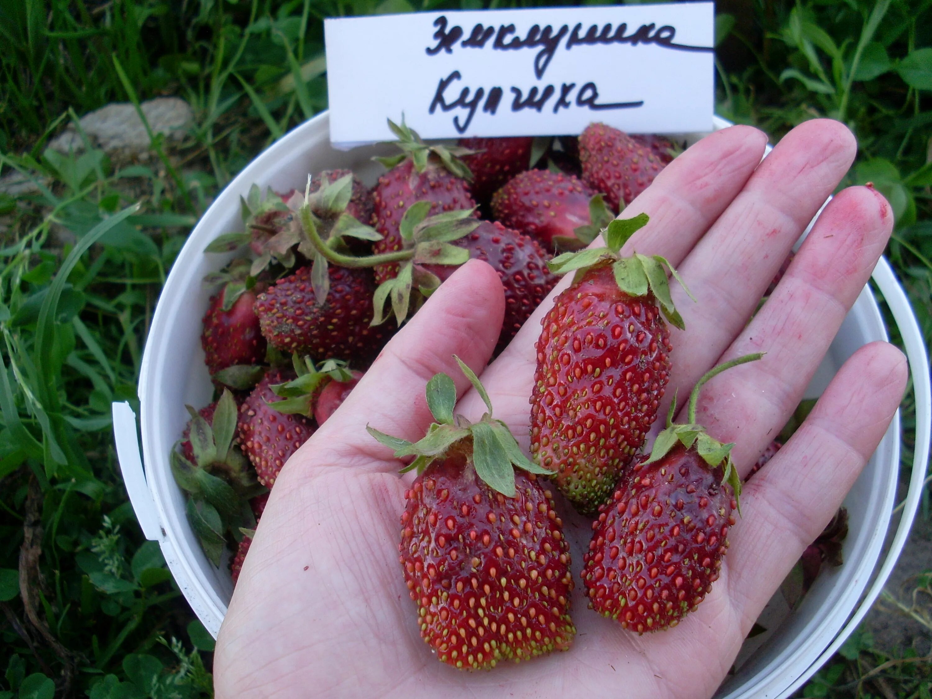 Купчиха описание сорта фото отзывы садоводов Купчиха характеристика: найдено 89 изображений