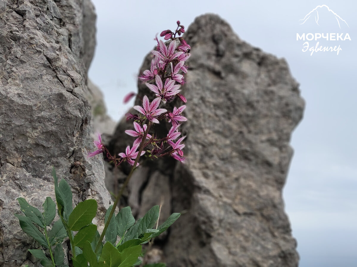 Купина неопалимая крым фото Осторожно! В Крыму зацвела купина неопалимая Горные приключения в Крыму: виа фер
