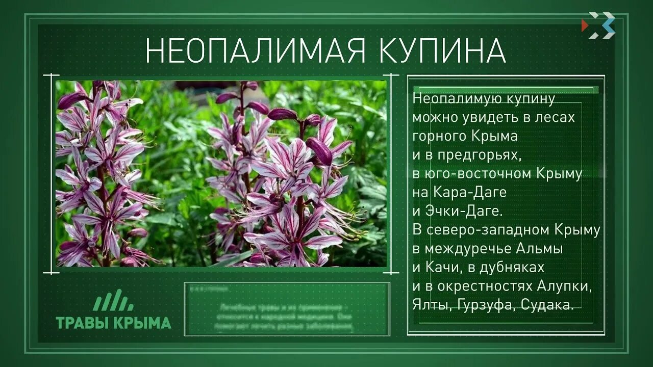 Купина неопалимая крым фото Травы Крыма. Выпуск 59. НЕОПАЛИМАЯ КУПИНА - YouTube