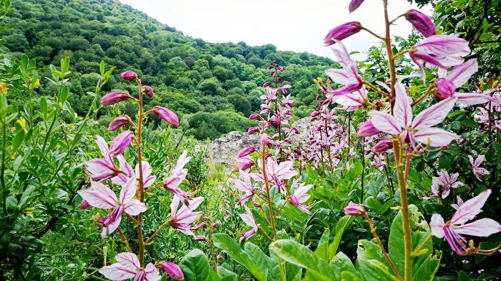 Купина неопалимая крым фото Осторожно! Купина неопалимая! - ГАУ РК "Белогорское лесное хозяйство"
