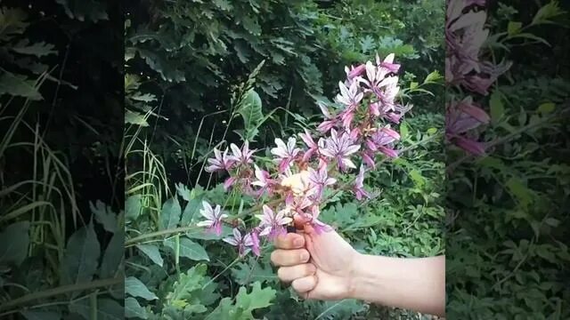 Купина неопалимая крым фото Ясенец. Неопалимая купина - смотреть видео онлайн от "Строительный Марафон" в хо