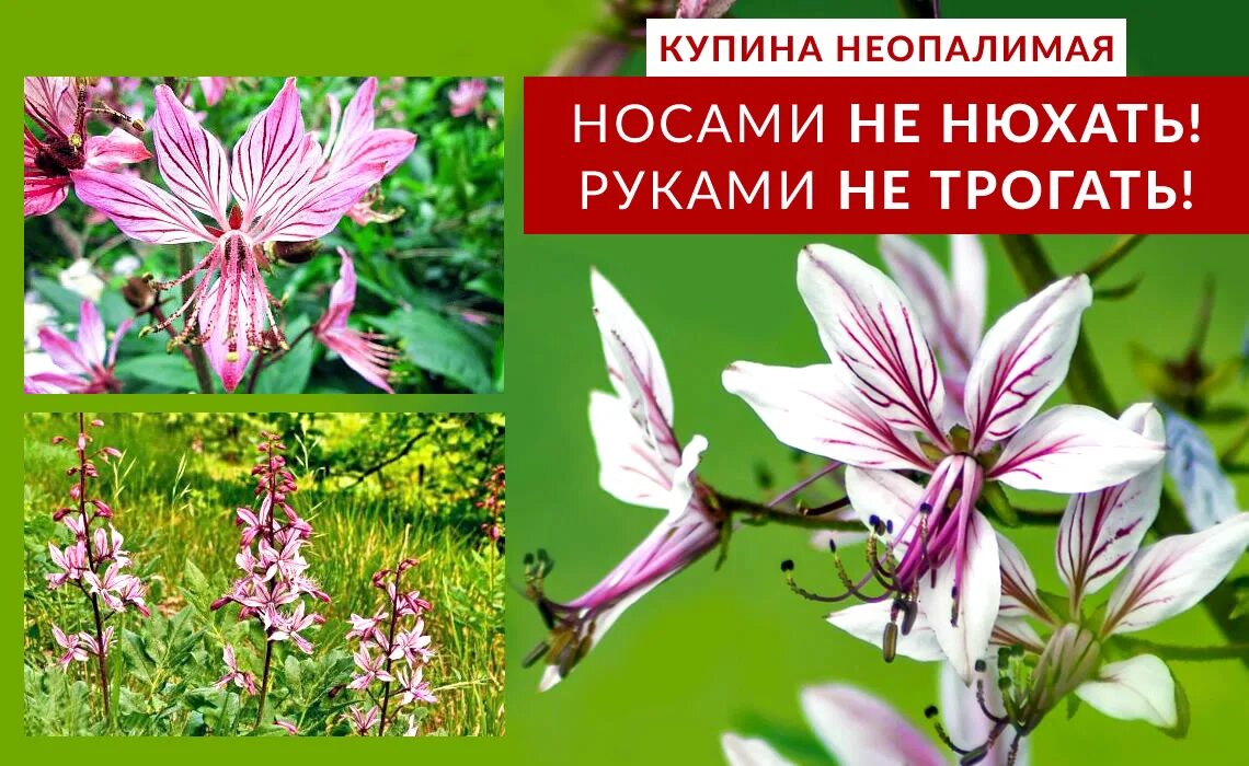 Купина неопалимая крым фото Осторожно! Купина неопалимая! - ГАУ РК "Белогорское лесное хозяйство"