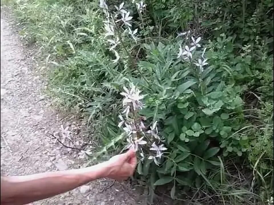 Купина неопалимая крым фото ясинец белый (купина неопалимая) горит - YouTube