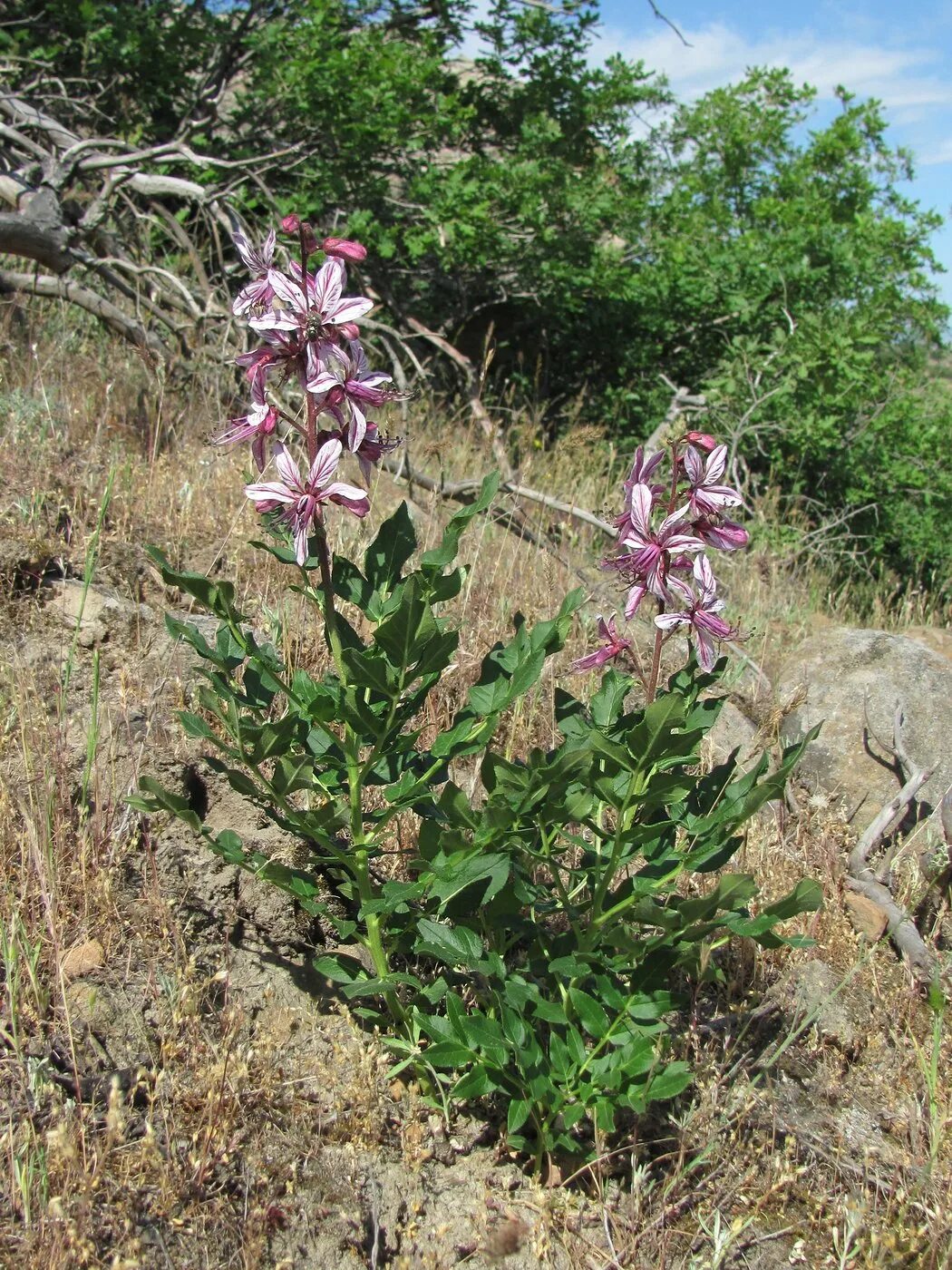 Купина неопалимая крым фото Dictamnus caucasicus - Изображение особи - Плантариум