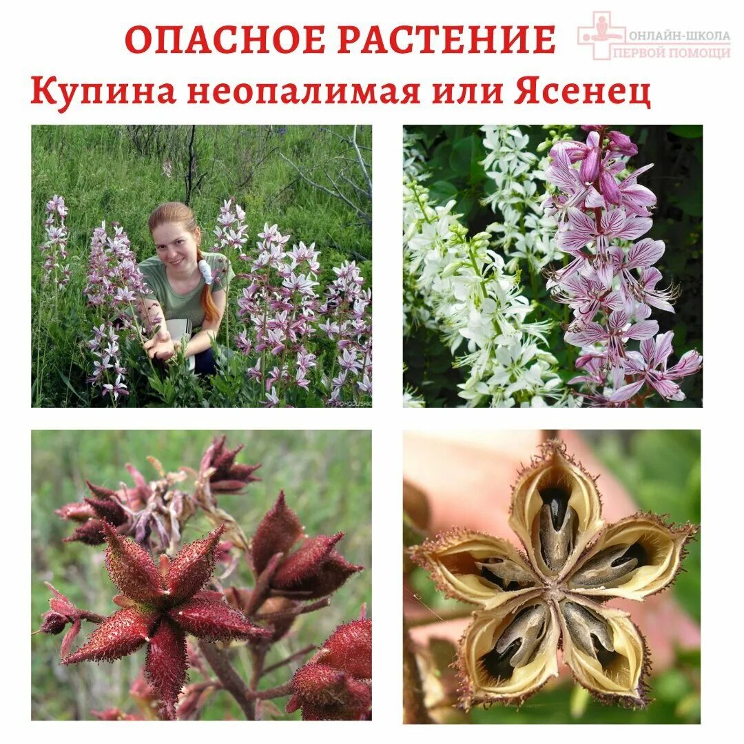 Купина неопалимая растение в крыму фото Купина - imperiyaroz.ru