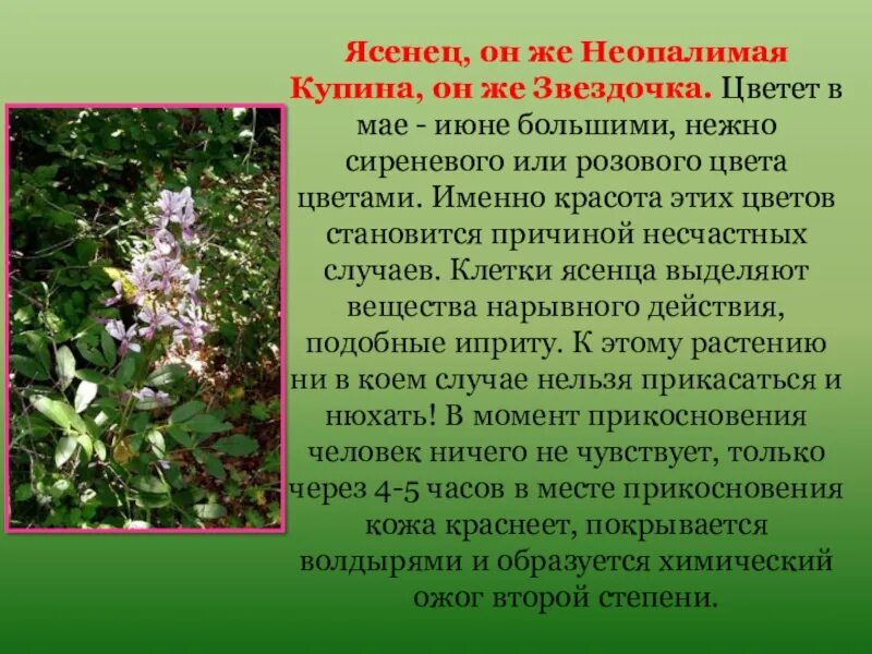 Купина неопалимая растение в крыму фото Растение неопалимая купина - блог Санатории Кавказа