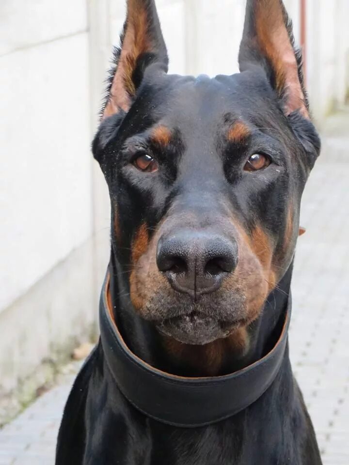 Купированные уши добермана фото Pin on European Line Dobermans