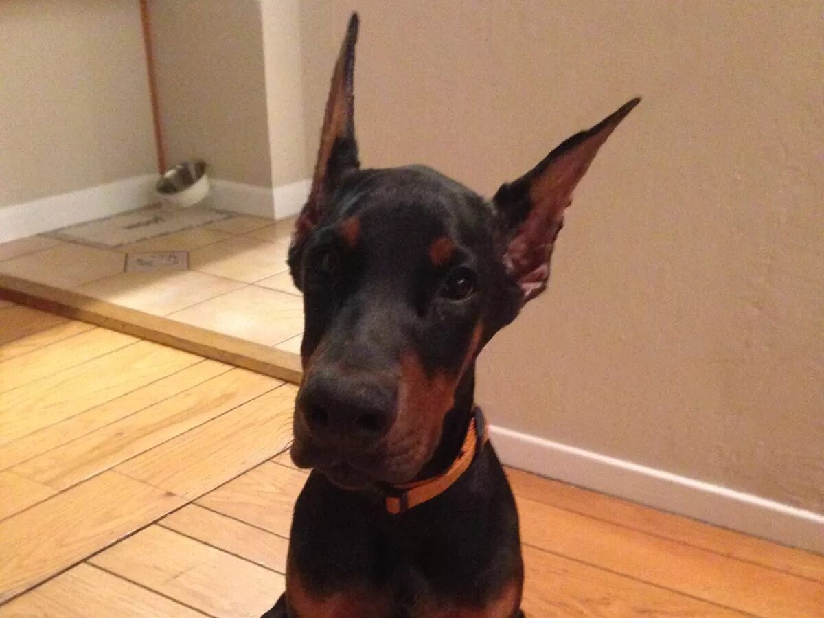 Купированные уши добермана фото How to post cropped ears - DobermanBlog