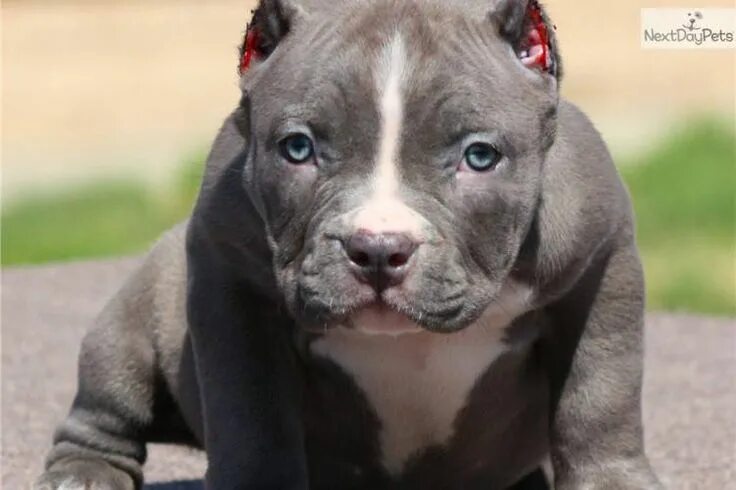 Купированные уши питбуля фото 3 Different Styles Of Ear Crop For Your American Bully * American Bully Universi