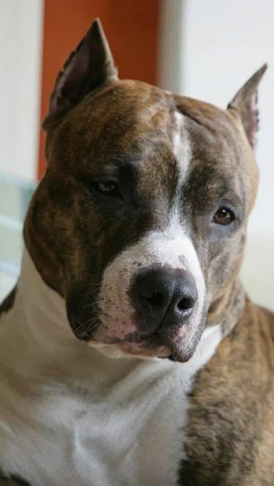 Купированные уши питбуля фото 35 Pictures That Will Restore Your Faith In Pit Bull Terriers Pitbull terrier, A