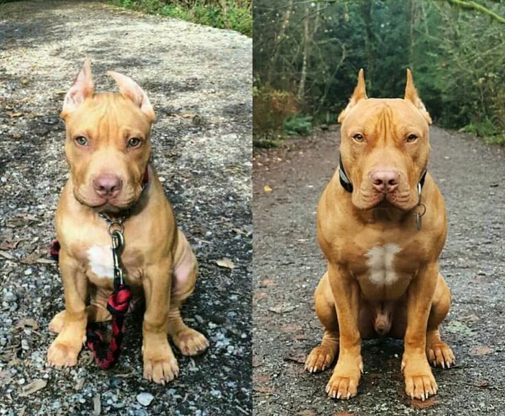 Купированные уши питбуля фото Butuful Pit Beautiful dogs, Cute dogs, Dogs