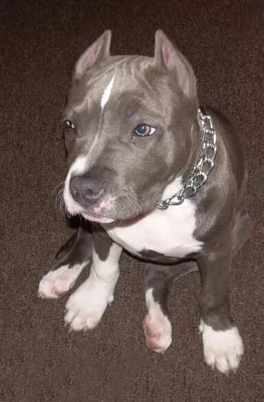 Купированные уши питбуля фото Ear cropp - Pitbulls : Go Pitbull Dog Forums Pitbull dog, Pitbull dog breed, Cut