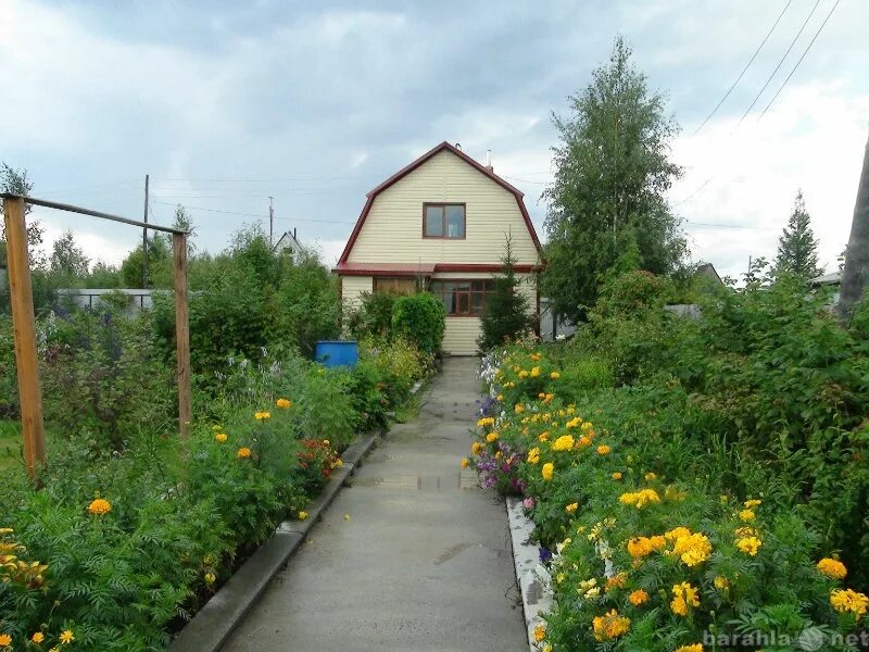 Купить дачу в сургуте с фото Купить дом в Сургуте - объявление № Н-4733454 (1014294) на Барахла.НЕТ