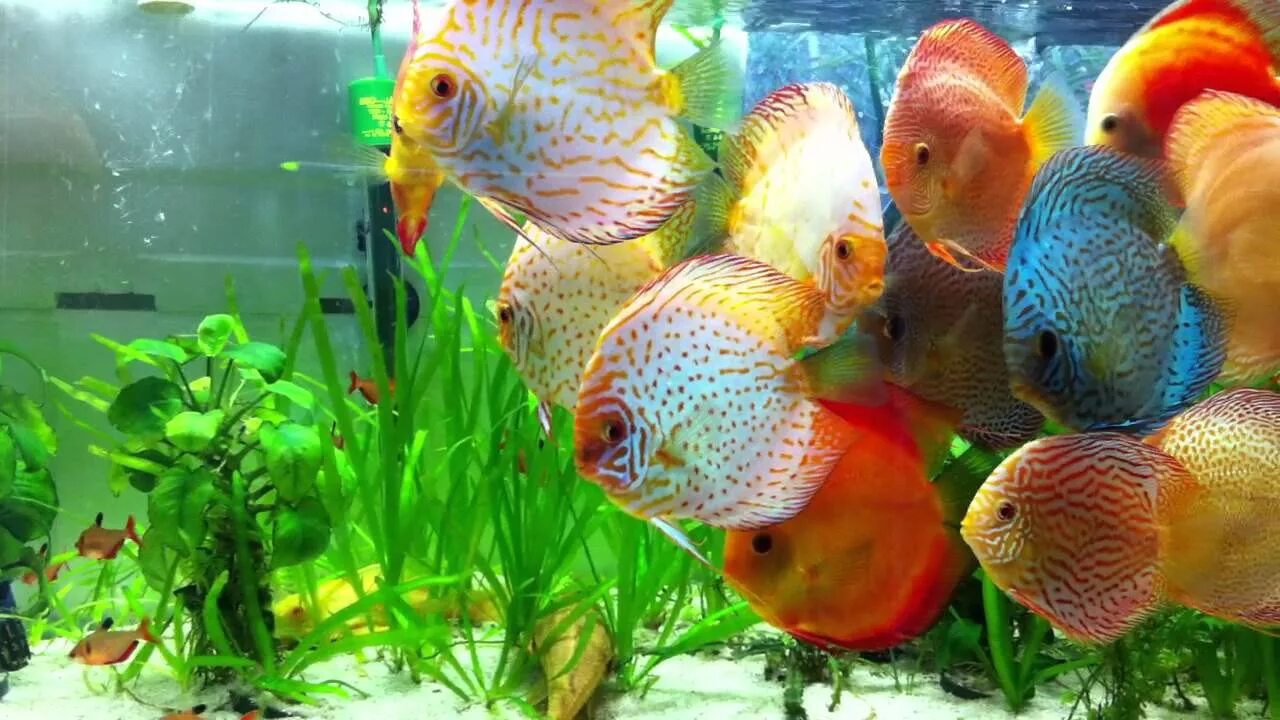 Купить дискусов в пензе цена и фото Planted Discus tank - YouTube