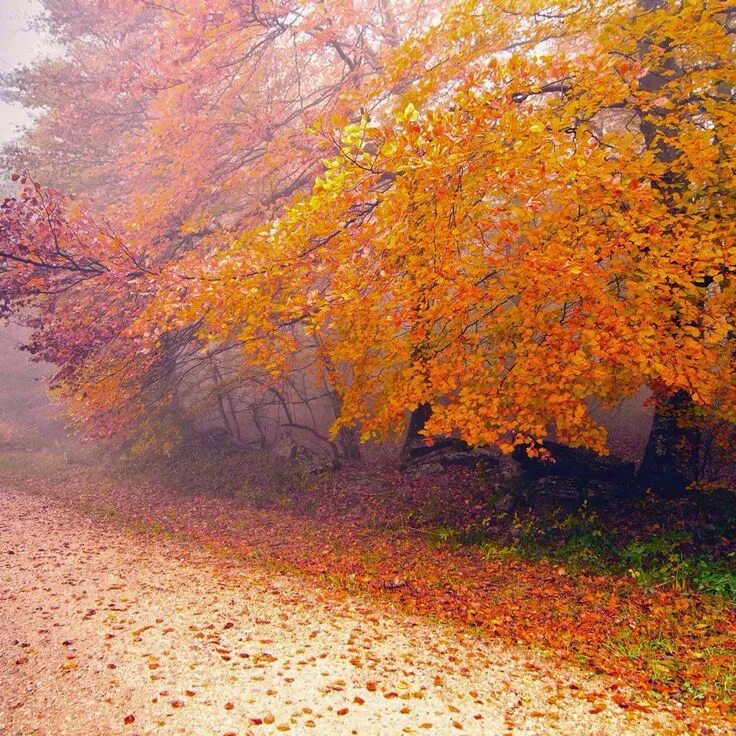 Купить фото осени Пин от пользователя Thao Tran на доске Fall Пейзажи, Картины пейзажа, Осенний пе