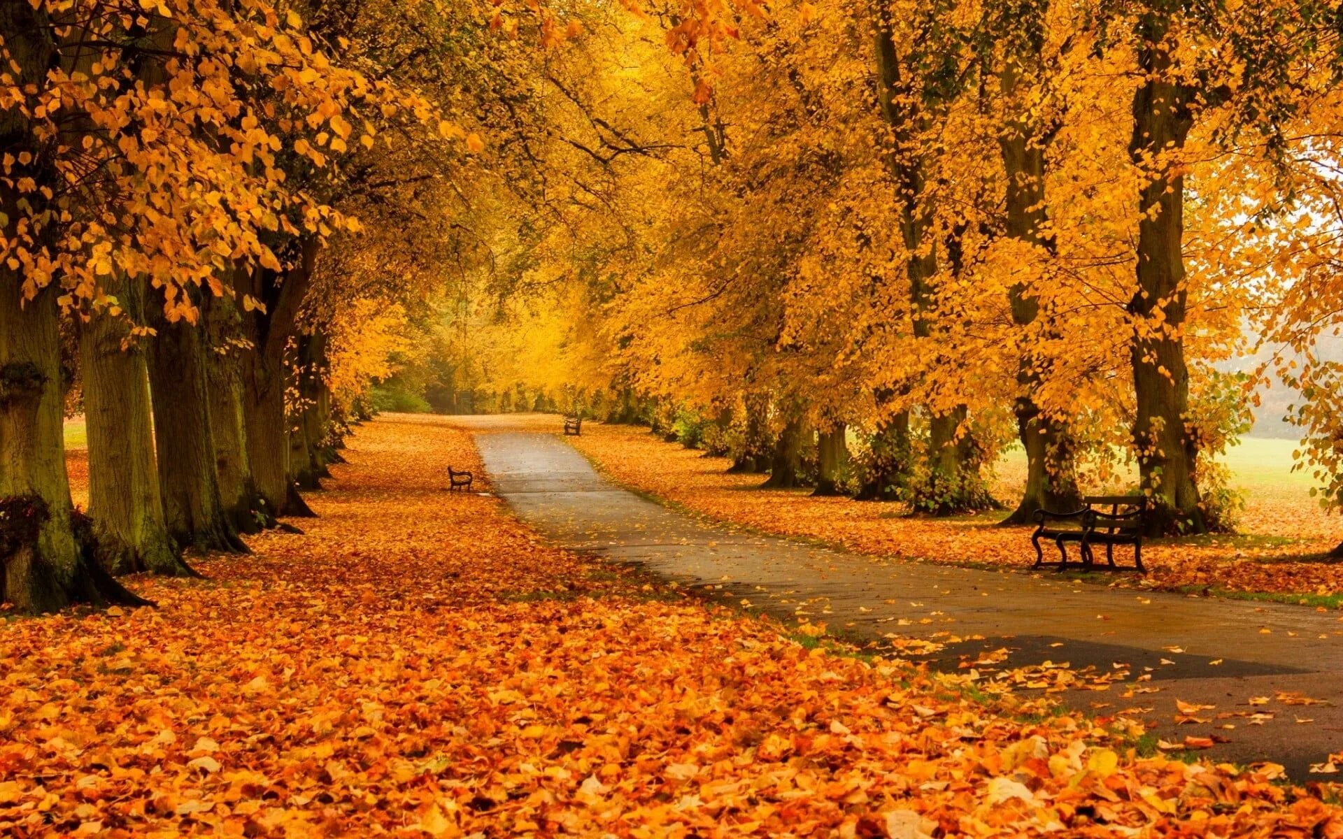 Купить фото осени Bench The Autumn Forest, brown leafed trees #Nature #Autumn #forest #bench #1080