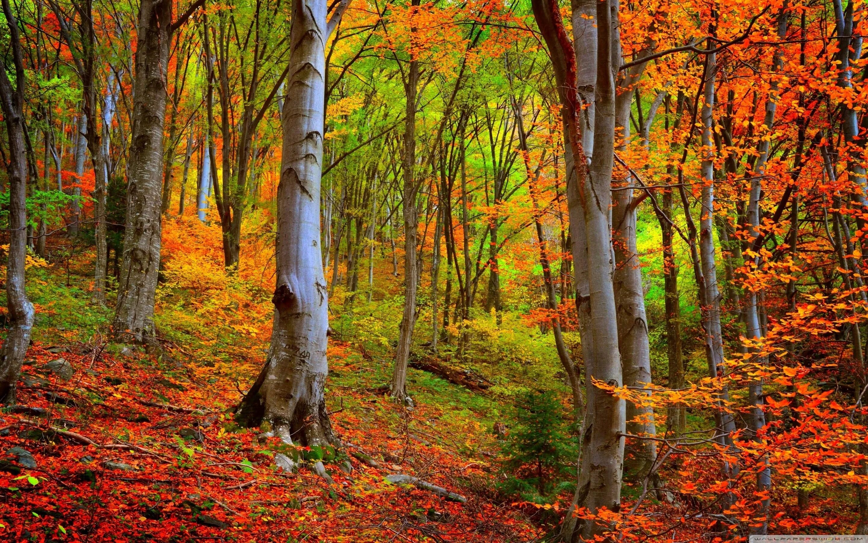 Купить фото осени Autumn Forest, Foliage Ultra HD Desktop Background Wallpaper for 4K UHD TV : Wid