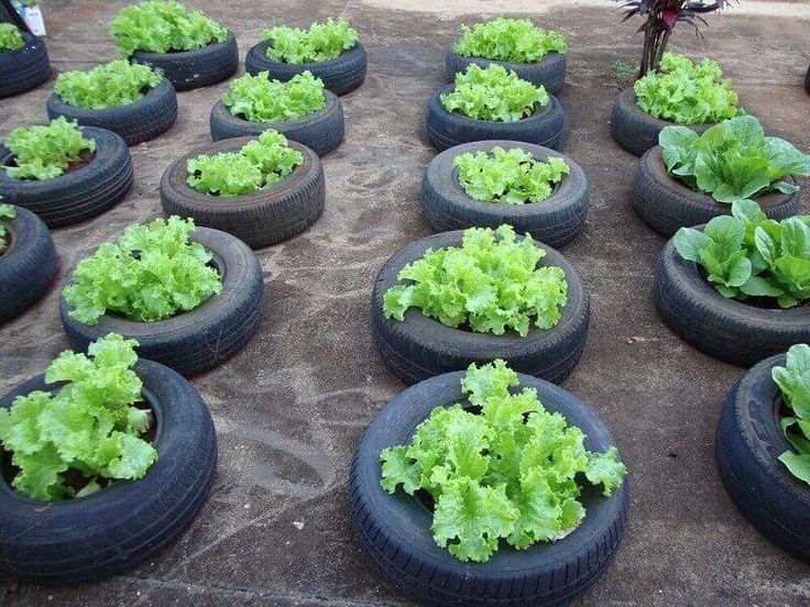 Купить фото посадка Dicas para a sua Horta: Conheça Plantas e Formas de Plantio Como fazer horta, Ho