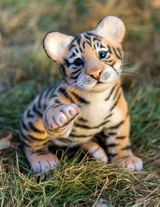 Купить фото животных What a cute baby tiger Baby animals funny, Cute animals, Baby animals super cute