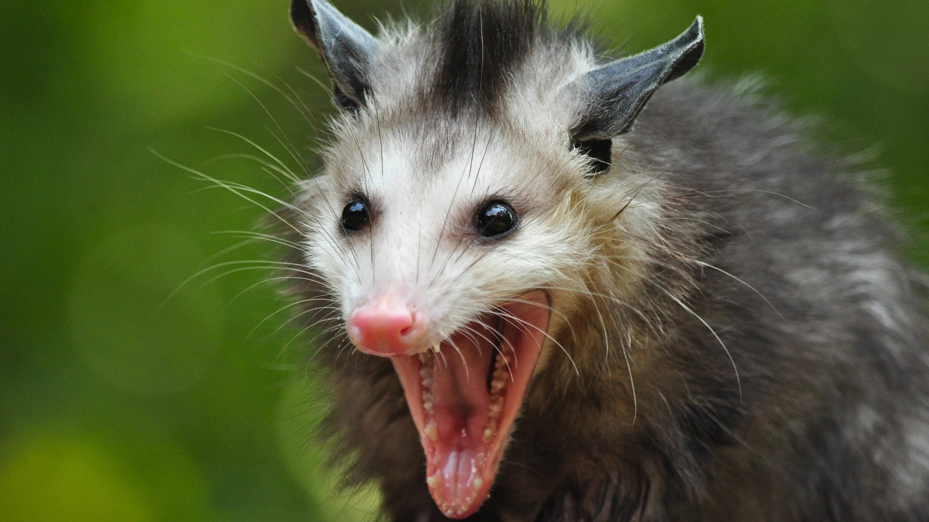 Купить фото животных #1919418, opossum category - Quality Cool opossum backround 野 生 動 物, 動 物