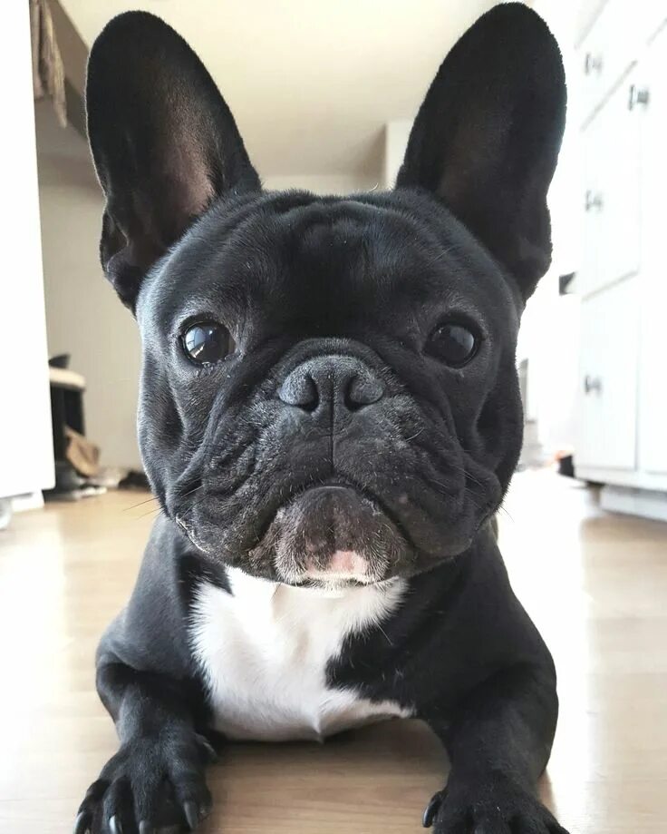 Купить французского бульдога фото Frenchie French bulldog puppies, Bulldog puppies, French bulldog