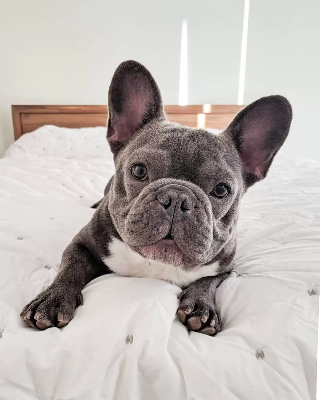 Купить французского бульдога фото Пин на доске french bulldog life Бульдог, Щенки корги, Французский бульдог