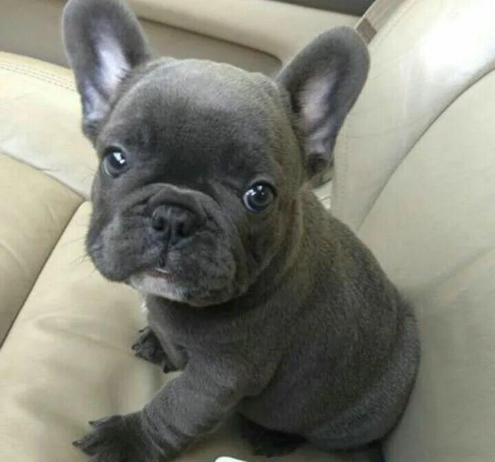 Купить французского бульдога фото Pin on yes. Blue french bulldog puppies, Bulldog puppies, English bulldog puppie