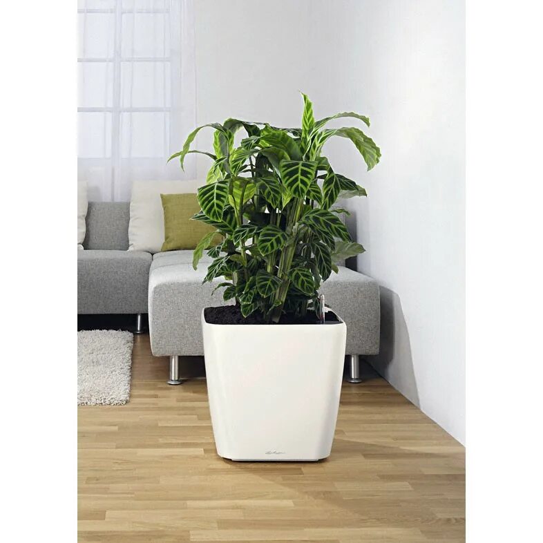 Купить горшки для цветов в интерьере Купить Ролики для Lechuza Classico/Quadro. Аксессуары от Lechuza!