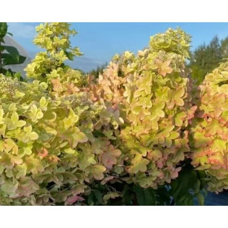 Купить гортензию металлика фото Гортензия метельчатая Металлика