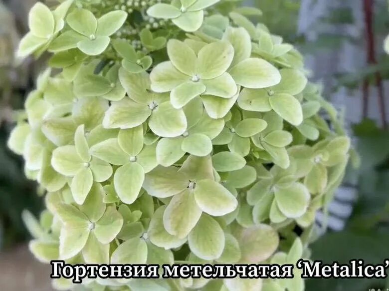 Купить гортензию металлика фото Гортензия METALLICA - купить в Санкт-Петербурге, цена 1 000 руб., продано 1 авгу