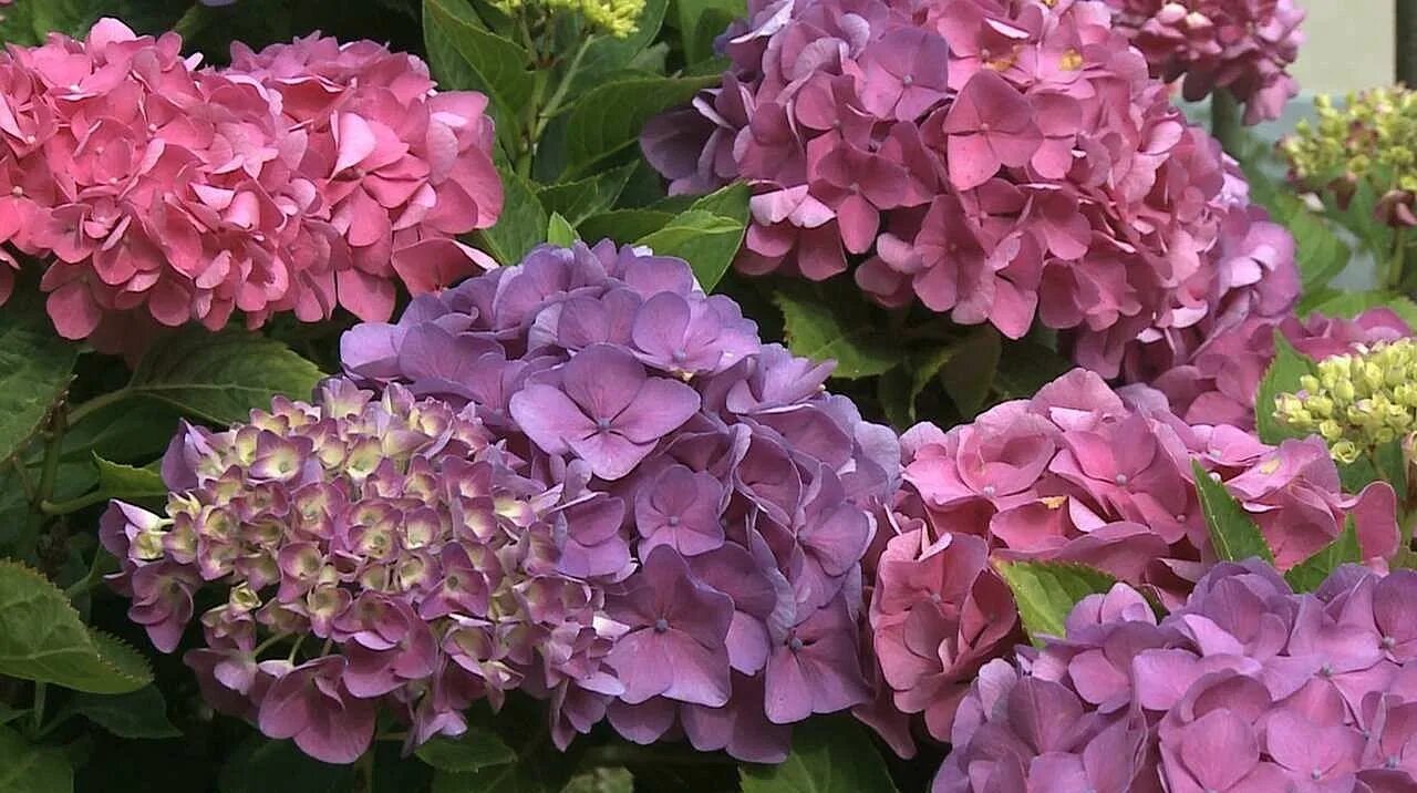 Купить гортензию металлика фото The Best Companion Plants For Hydrangeas Hydrangea not blooming, Hydrangea bloom