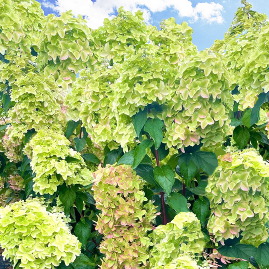 Купить гортензию металлика фото Гортензия метельчатая Металлика (Hydrangea Paniculata Metallica), многолетник, с