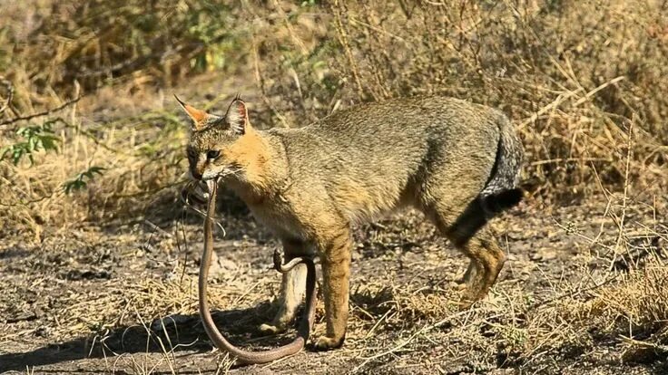 Купить камышового кота фото Felis chaus Felino
